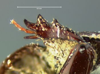 Media type: image;   Entomology 34304 Aspect: front tibia